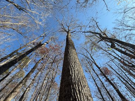 Timberland Property for sale in Etowah County, Alabama