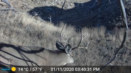 Undeveloped Land for sale in Wheatland County, Montana