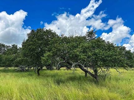 Undeveloped Land for sale in Hays County, Texas