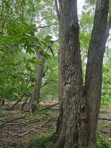 Undeveloped Land for sale in Bay County, Michigan