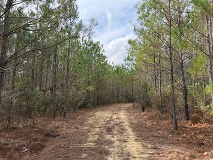 Undeveloped Land for sale in Washington County, Alabama