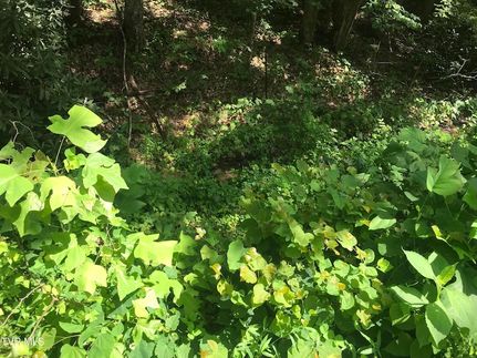 Undeveloped Land for sale in Greene County, Tennessee