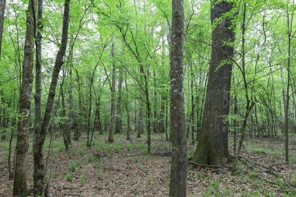 Property for sale in Caldwell Parish, Louisiana