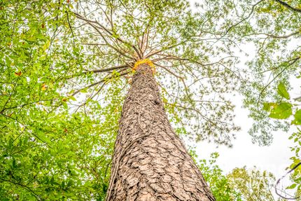 Property for sale in Tyler County, Texas