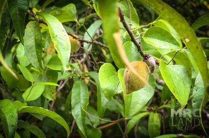 Timberland Property for sale in Shelby County, Texas