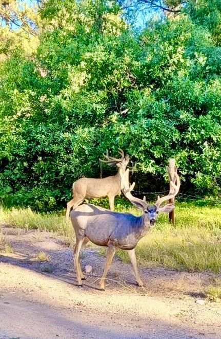 Ranch Property for sale in Rio Arriba County, New Mexico