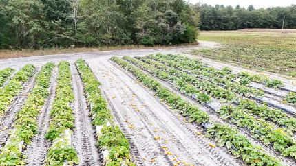 Property for sale in Barnwell County, South Carolina