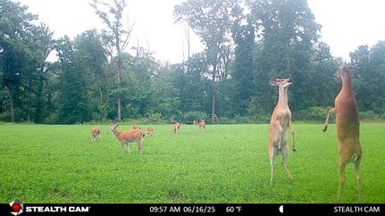 Hunting Land for sale in Randolph County, Illinois