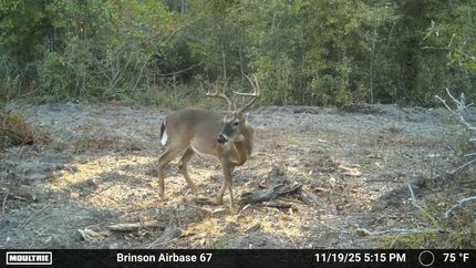 Timberland Property for sale in Decatur County, Georgia