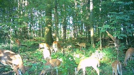 Ranch Property for sale in Calhoun County, Michigan