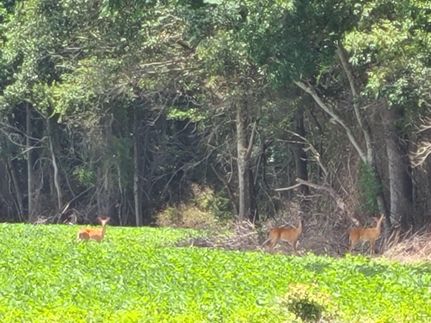 Property for sale in Dillon County, South Carolina