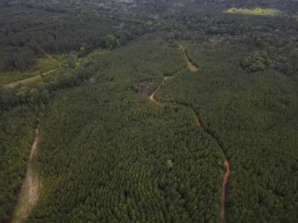 Undeveloped Land for sale in Amite County, Mississippi