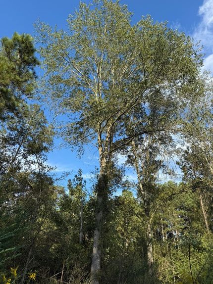 Farm Property for sale in Scott County, Mississippi