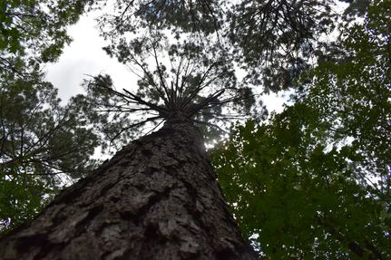 Hunting Land for sale in Ouachita County, Arkansas