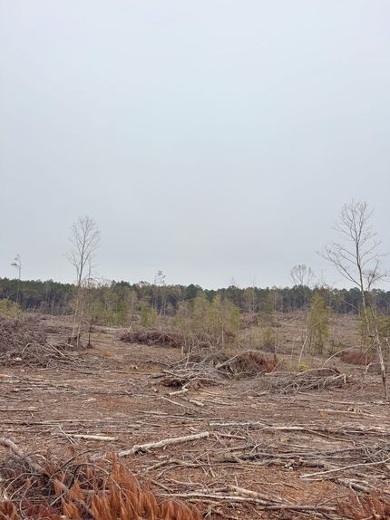 Timberland Property for sale in Ouachita County, Arkansas