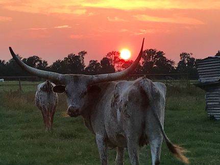 Commercial Property for sale in Grimes County, Texas