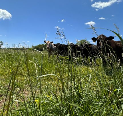 Farm Property for sale in Marion County, Alabama