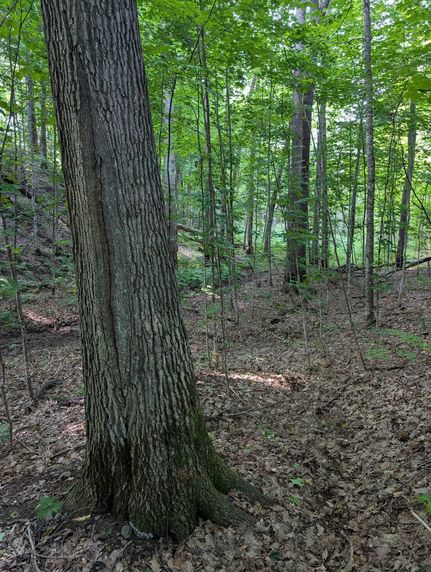 Timberland Property for sale in Sawyer County, Wisconsin