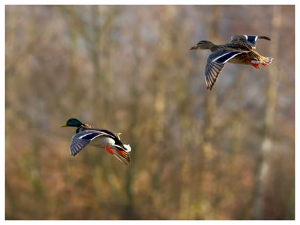 Timberland Property for sale in Jefferson County, Arkansas