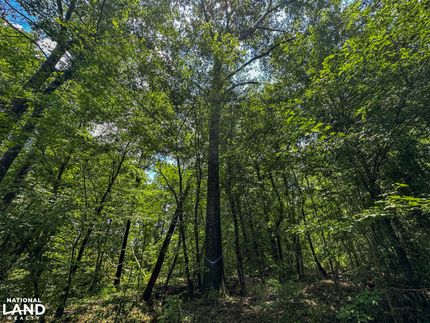 Timberland Property for sale in Monroe County, Alabama