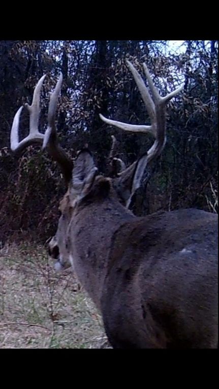 Timberland Property for sale in Wayne County, Illinois