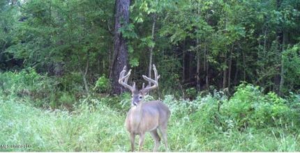Hunting Land for sale in Copiah County, Mississippi
