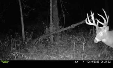 Undeveloped Land for sale in Wayne County, Illinois