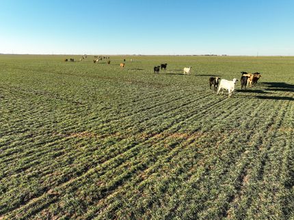 Timberland Property for sale in Haskell County, Texas