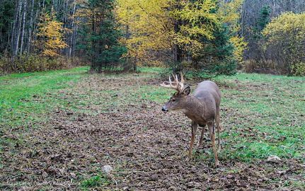Recreational Property for sale in Langlade County, Wisconsin