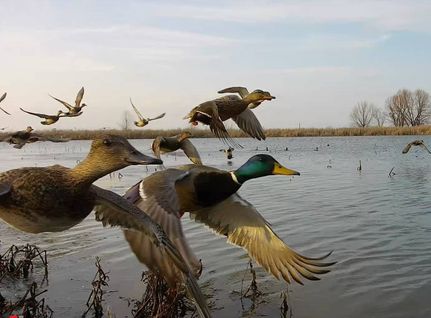 Residential Property for sale in Arkansas County, Arkansas