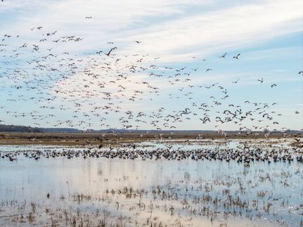 Undeveloped Land for sale in Monroe County, Arkansas