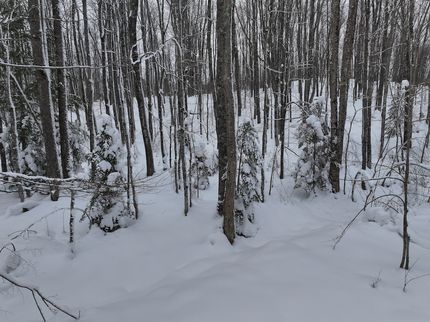 Farm Property for sale in Gogebic County, Michigan