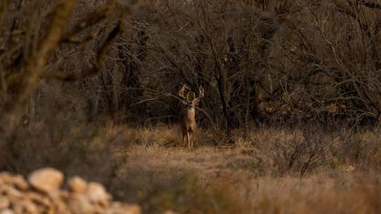 Ranch Property for sale in Concho County, Texas