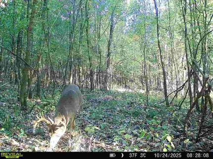 Farm Property for sale in Jasper County, Illinois