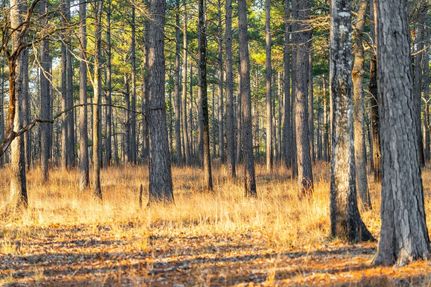 Timberland Property for sale in Berkeley County, South Carolina