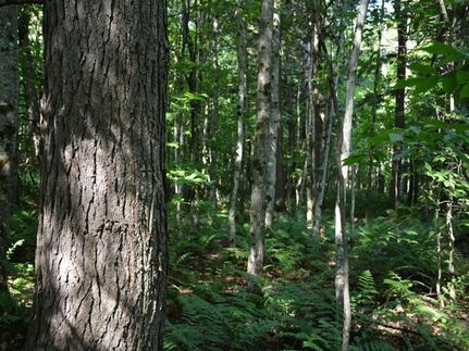 Timberland Property for sale in Alger County, Michigan