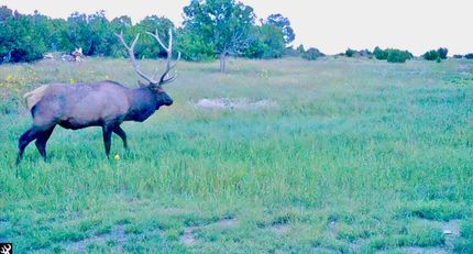 Hunting Land for sale in Catron County, New Mexico