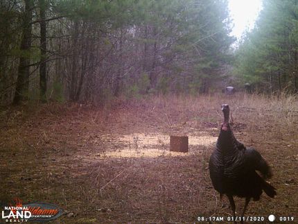 Timberland Property for sale in Fayette County, Alabama