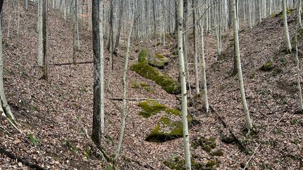 Timberland Property for sale in Kanawha County, West Virginia