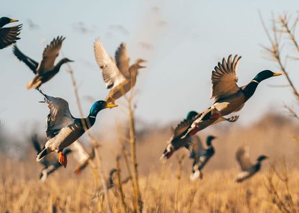 Farm Property for sale in Jefferson County, Arkansas