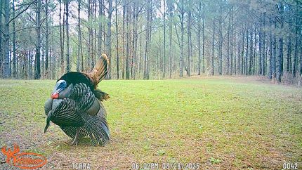 Ranch Property for sale in Prentiss County, Mississippi