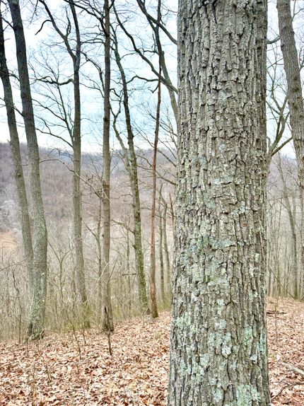 Timberland Property for sale in Pike County, Ohio
