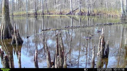 Riverfront Property for sale in Greene County, Alabama