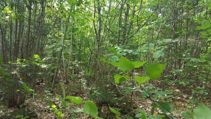 Undeveloped Land for sale in Franklin County, Maine