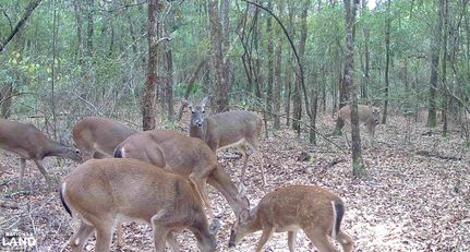 Farm Property for sale in Santa Rosa County, Florida