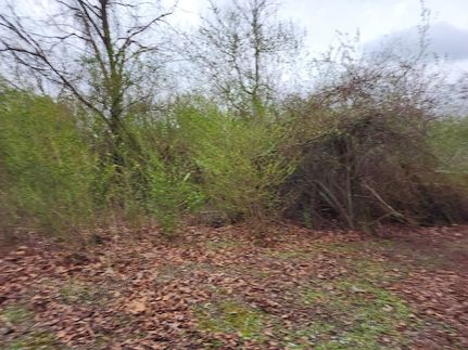 Undeveloped Land for sale in Cullman County, Alabama