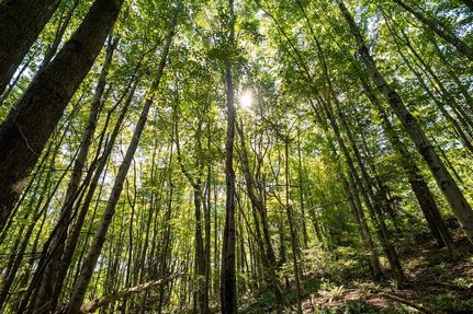 Undeveloped Land for sale in Butler County, Pennsylvania