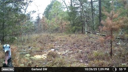 Recreational Property for sale in Izard County, Arkansas