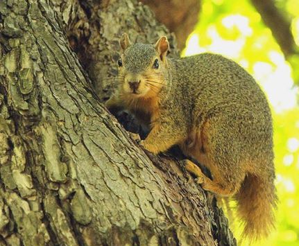 Recreational Property for sale in Moore County, Tennessee