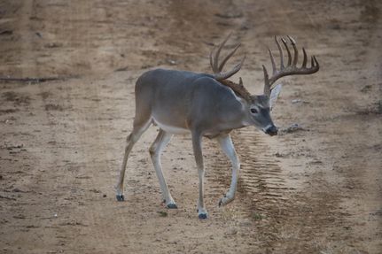 Ranch Property for sale in La Salle County, Texas